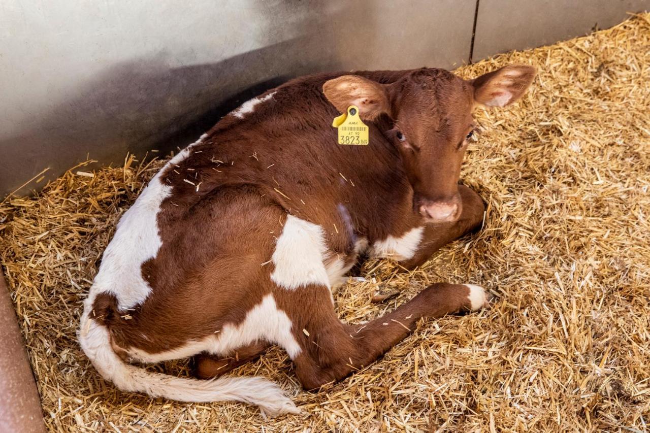 Bauernhof Vorderklinglhub Farm stay