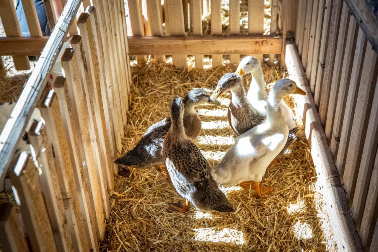 Bauernhof Vorderklinglhub Farm stay Flachau