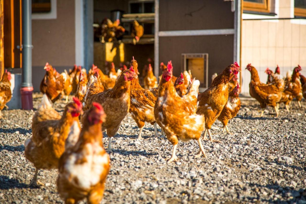 Farm stay Bauernhof Vorderklinglhub